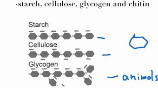 SBI4U Macromolecules/Carbs Part 2