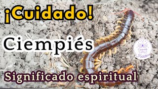 Ciempiés: Significado espiritual que un ciempiés entre en tu casa✨ #significado