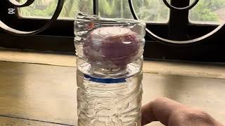 Grow Spring Onion in Water 🌱 | 2 Weeks Result | Easy Kitchen Gardening