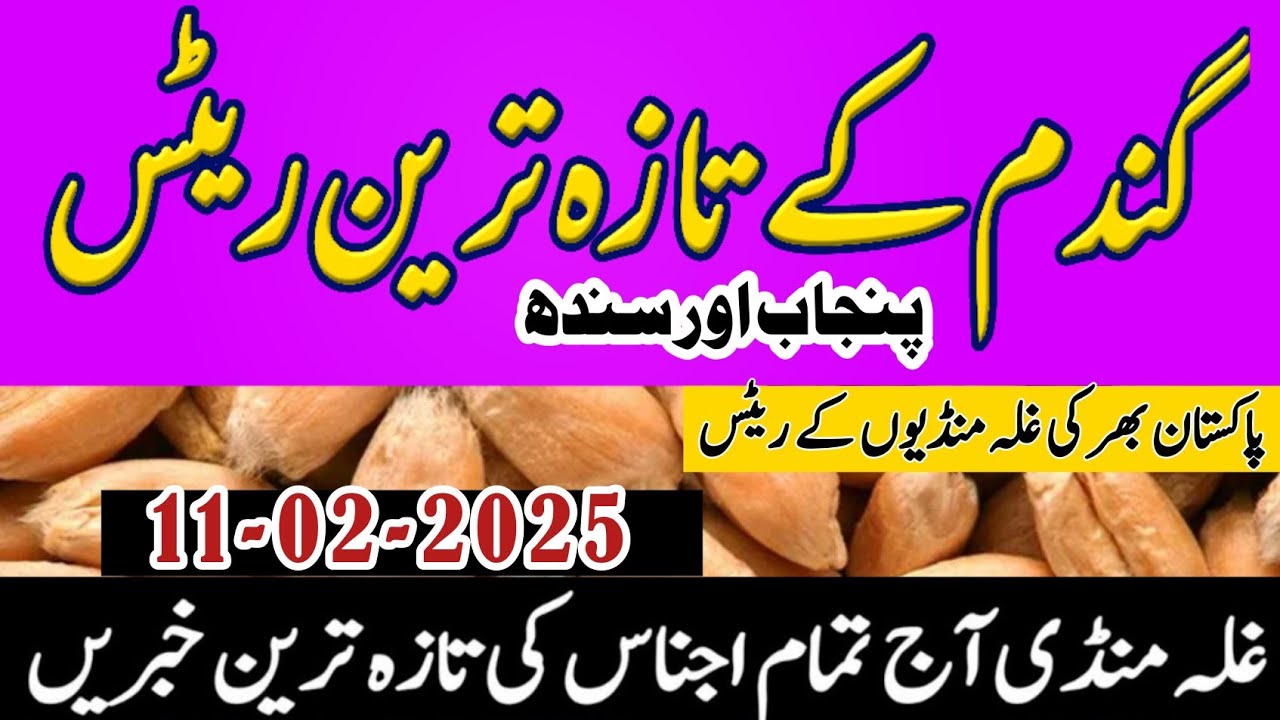 Breaking News Wheat price today/wheat Future price 2025/New Munji Sindh ...