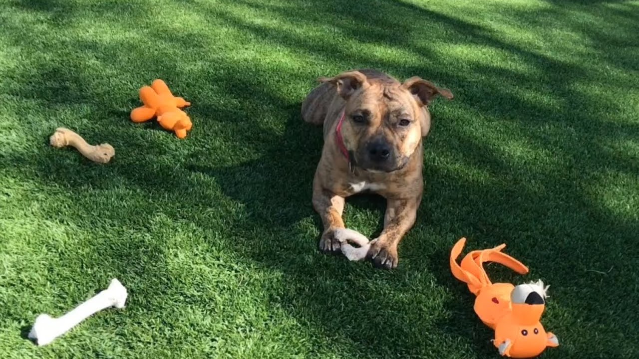 Shelterdogstrong Meet Henrietta Available through “ Cool Cats Rescue