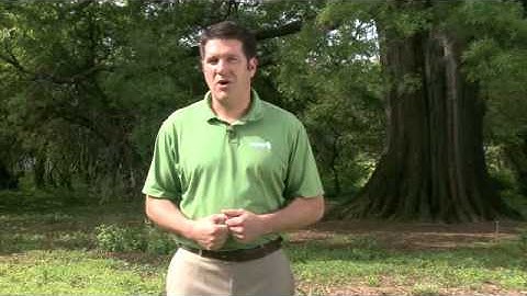 A300 Lightning Protection for Trees | Steve Nagy | The Tree Care Industry Association