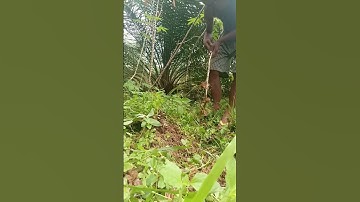 Harvesting cassava part 112 #shorts #farming #cassava #nature  #cassavaroots #cassavafarming