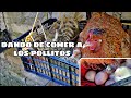 POLLITOS NACIENDO CON SU MAMÁ, QUE COMEN SEGÚN SU TAMAÑO 🐣🐤🐥🐔