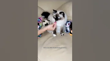 Вот почему шоколад опасен для кошек