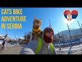 Cats bike ride to Serbia 🚴🏼‍♂️😻❤️ Vlog#18