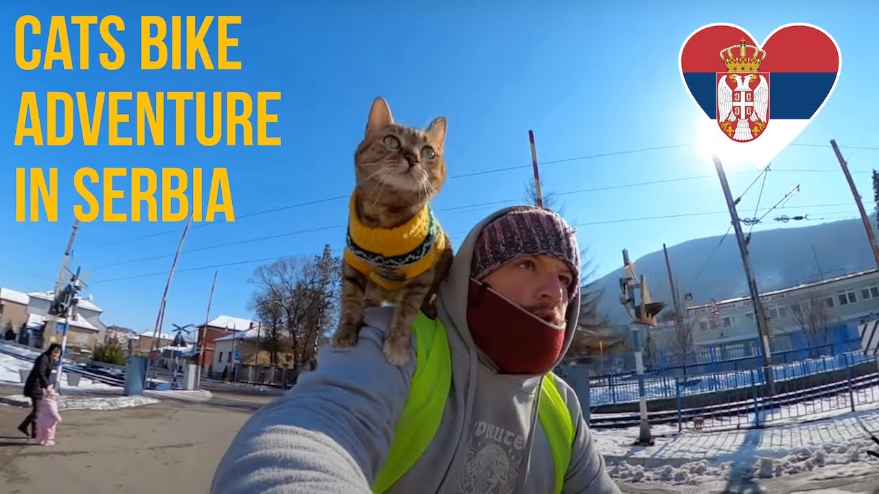 Cats bike ride to Serbia 🚴🏼‍♂️😻 ️ Vlog18 YouTube