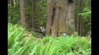 ascending the giants: climbing HUGE trees in Washington