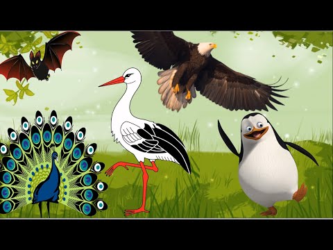 Video: Գրավել երգեցիկ թռչուններին. սովորեք, թե ինչպես երգեցիկ թռչուններ նկարել ձեր բակում