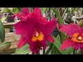 Krull Smith Winter Orchid Festival Jan 2021 Фестиваль Орхидей в питомнике Крул Смит, Флорида Янв2021