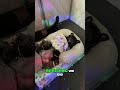 Live French Bulldog Ultrasound! #shorts