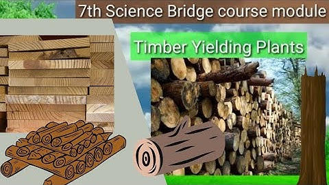 7th Science Bridge course module | Timber Yielding Plants Evaluation answer | Tamil & English Medium