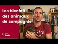 Animaux  les bienfaits des animaux de compagnie