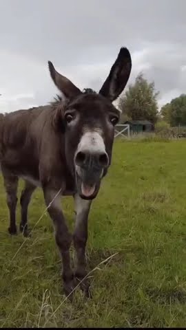nuka balaiya Funny video #new #viral #video #sorts #music #tiktok #come_back #unfrezzmyaccount