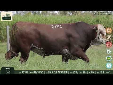 LOTE 32 - A3101