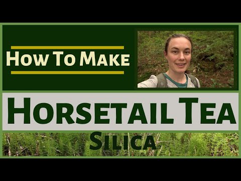 HOW TO MAKE HORSETAIL TEA - Silica rich herb, good for hair, skin, nails, joints, bones, collagen