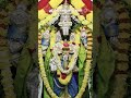 🌺 ஸ்ரீ வெங்கடேசாய நமஃ 🌺 #tirumala #tirupatibalaji #govinda #balaji #venkateswara #shorts #ytshorts