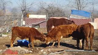 футаж коровы бадаются с быком