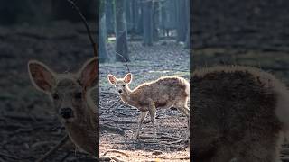 Gentle Moments with Nara Deer | Hasselblad X2D II 100C