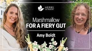 Marshmallow for Heartburn, Sore Throats, and Gut Healing with Amy Boldt