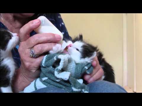 #4-03 Momma-Cat Lily, Bottle Feeding 4 Week Old Kittens ...