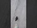How does my baby duck follow me everywhere? 🦆