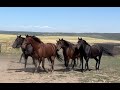 Dry ridge outfitters and their old style morgan horses