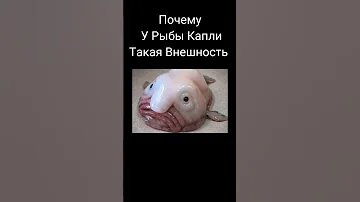 Почему У Рыбы Капли Такая Внешность #ocean #sea #fish #океан #море #рыба