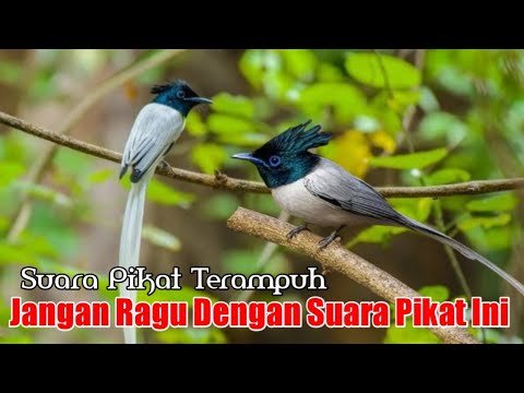 Suara Pikat Burung Tali Pocong. Sangat Jitu