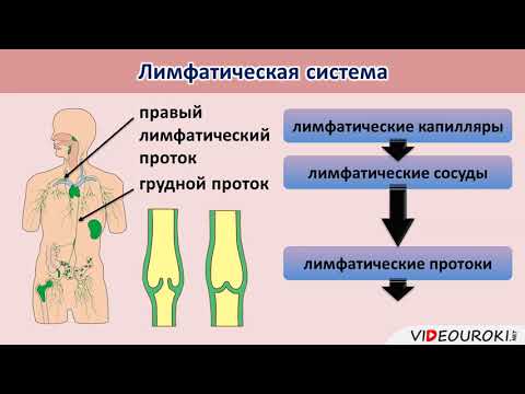 Лимфатическая система  Движение лимфы