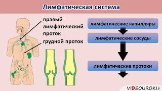 Лимфатическая система  Движение лимфы