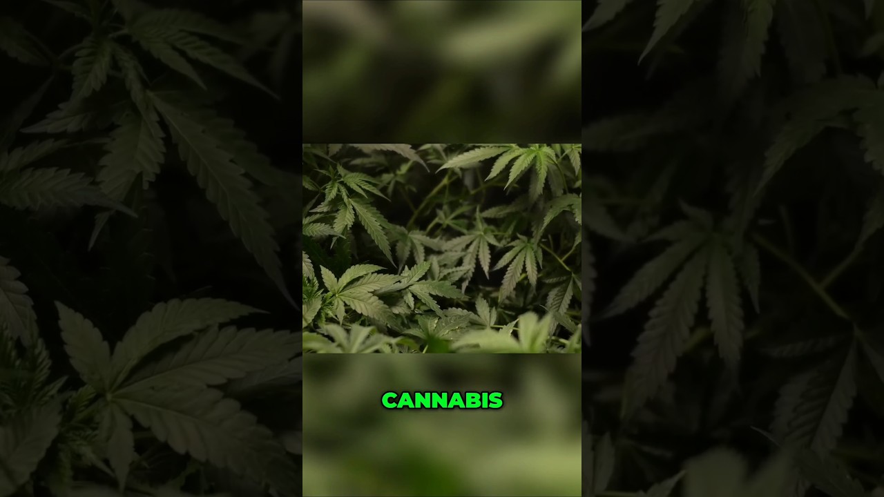 ‪@WorldWeedWonders‬