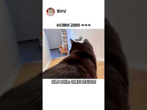 수다쟁이 고양이ㅋㅋㅋ thumbnail
