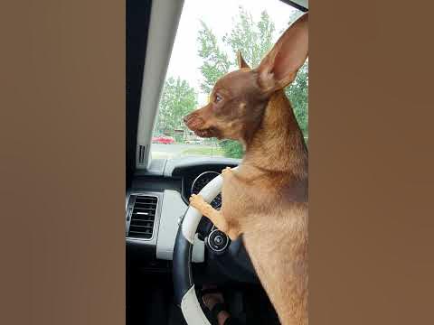 Пес за рулём Пежо
