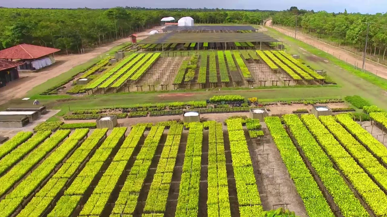 Ambiente Sustentável: Reflorestamento para produção de madeira