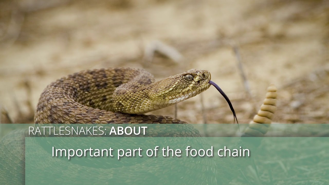 Keep Wildlife Wild Rattlesnakes YouTube