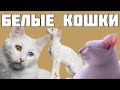 4 породы исключительно белых кошек: необычные факты и описание