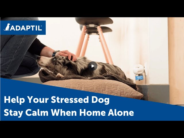 When Can I Start Leaving My Dog Home Alone? – ADAPTIL UK
