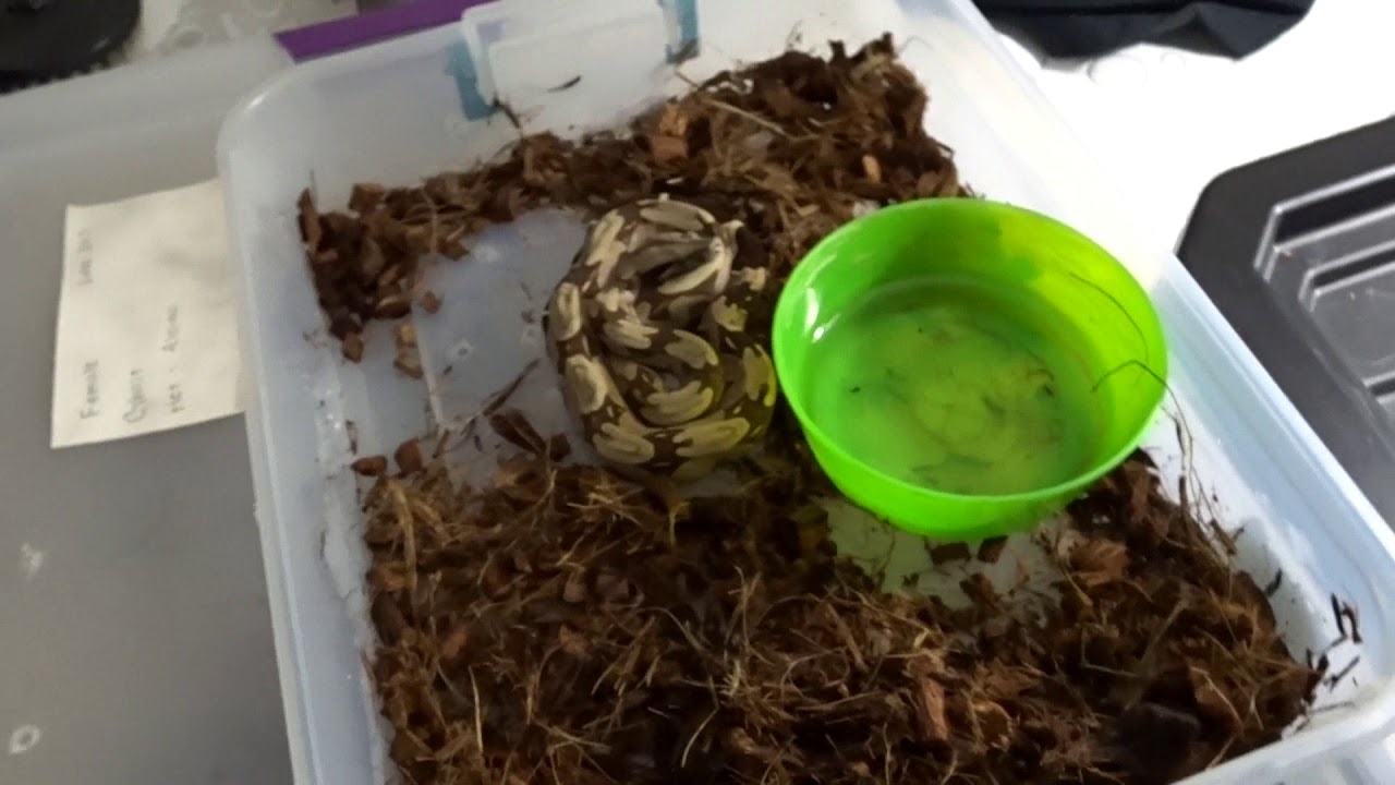 green anaconda feeding my two true redtail boa constrictor on request