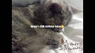 Nosey the cat's 20th birthday!!!!!