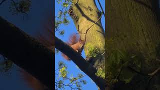 Wait for the Eye Contact… 🐿️👀 | Forest Moment #squirrel #naturesvoice #wildlife #asmrsounds