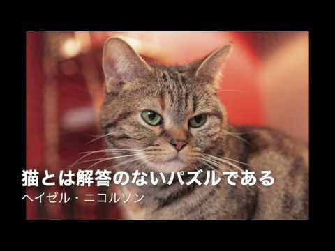 猫に関する名言集 Cat Quotations Youtube