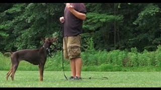 Best Dog Training in Columbus, Ohio! 1 Year Old Doberman Pincer, Nikita!