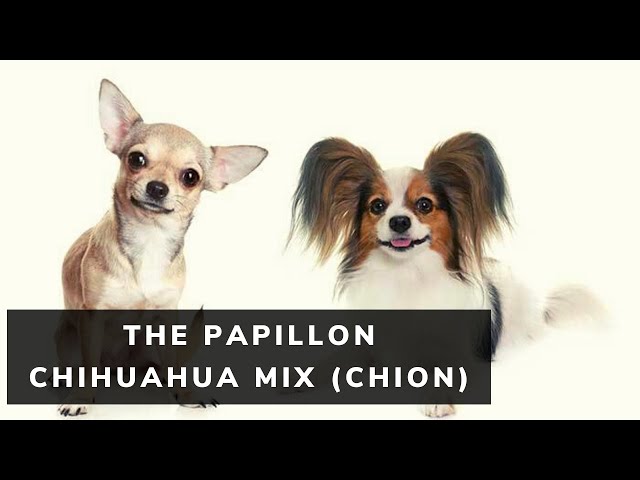 Chihuahuas Mixed with Papillons: A Spirited Fusion 3 sddefault