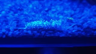 Aiptasia Eating Berghia Nudibranchs