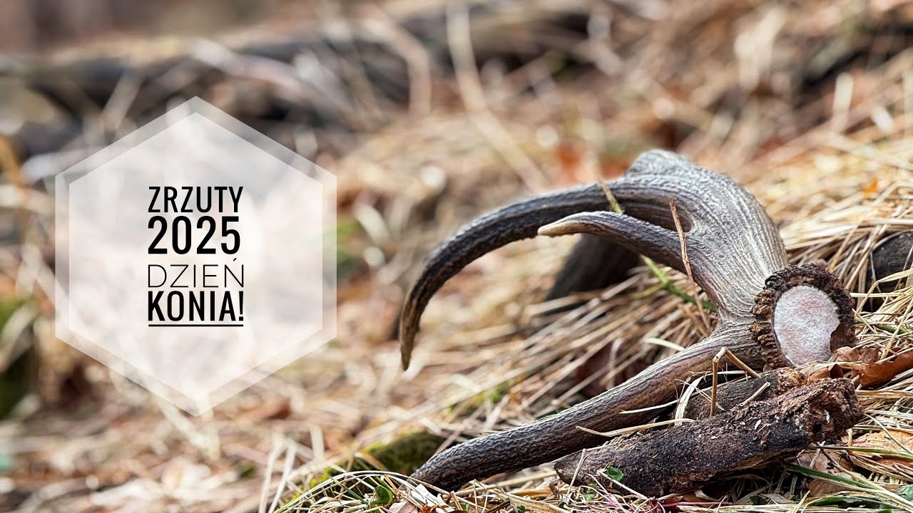 ZRZUTY 2025 - dzień konia! #zrzuty #zhody #deerantlers