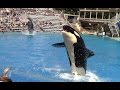 Killer Whales Up Close at SeaWorld San Diego - Full Show (9/1/15)