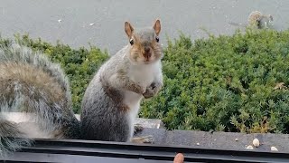 New squirrel prefers to sit at the window with me