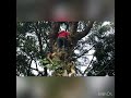 Notorious luhk  tree killer pohnpei micronesia