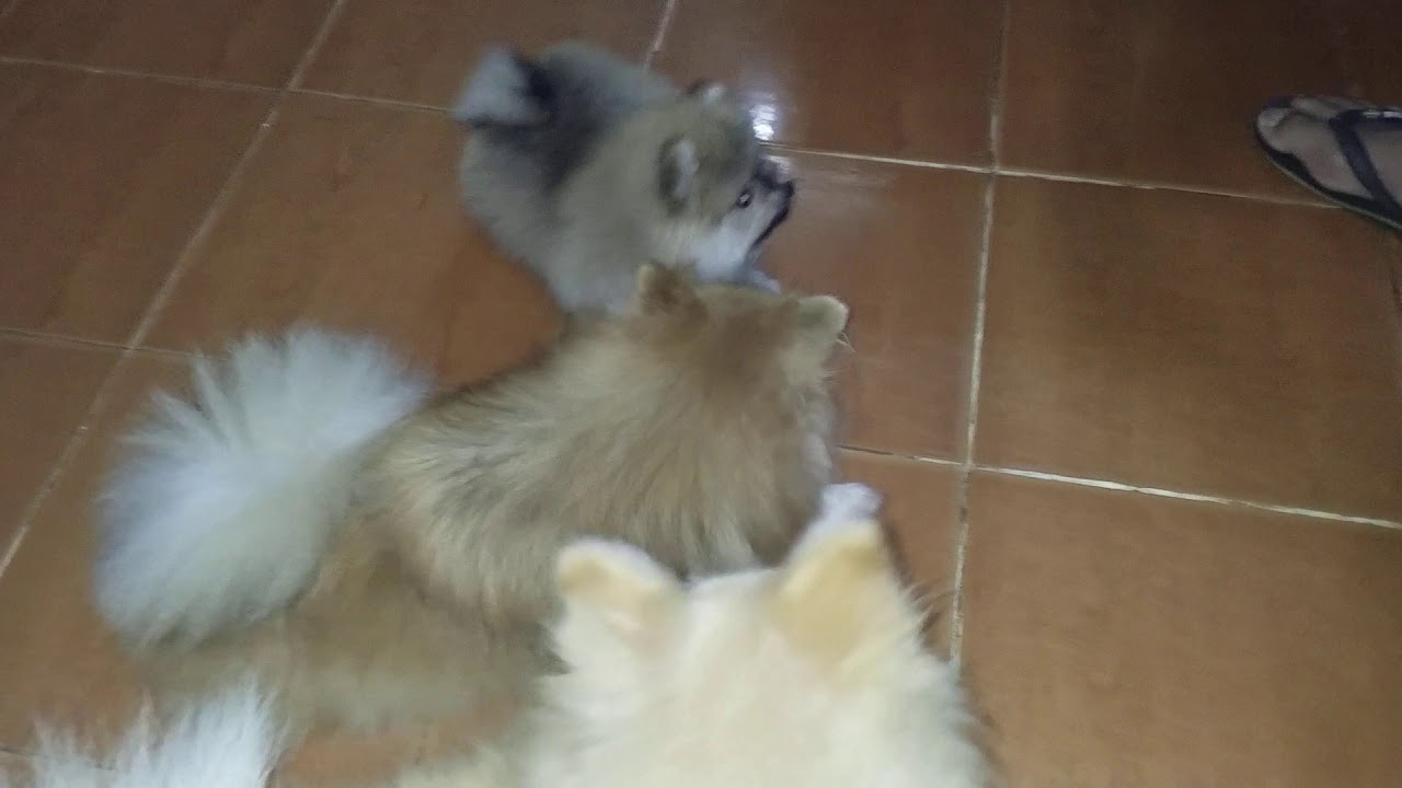 How to teach your Pomeranian Puppy to Sit - YouTube Newborn Pomeranian